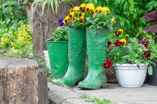 Red and yellow pansies in decoration flowerpot. Installation gardening of herbaceous viola tricolor. Annual or biennial plant of pansy trailing. Scene gardening green boots and bucket. Mixed flowers.