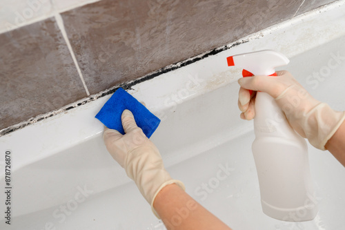 Woman in rubber gloves, employee cleaning company, applies special antifungal anti-mold agent to black seams covered with black mold in bathroom,wipes away dirt with sponge. Fighting household mold.