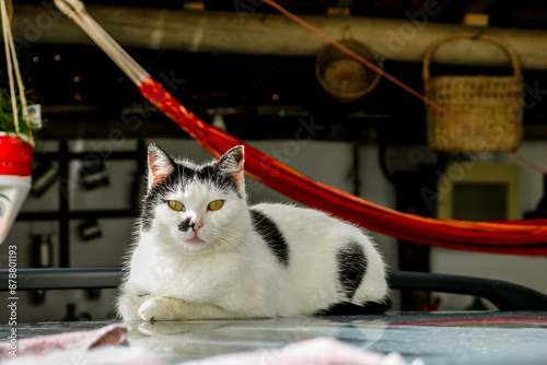 bonito gato de pelo branco com manchas pretas e olhos amarelos.