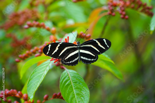 admiral butterfly