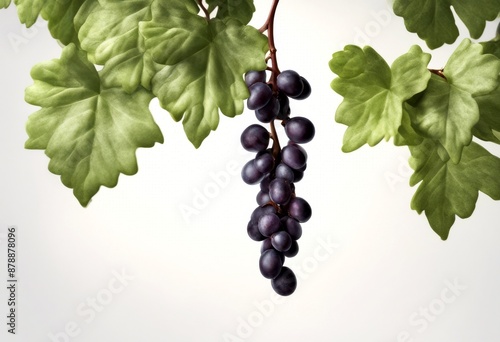 botanical olated grape plant botany white detailed food ultravioletrays single hanging fruit green elements succulent 1839 branch vine black background 1817 illustration treebranch old published