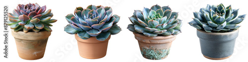 A collection of four colorful succulent plants in various clay pots, arranged in a row, isolated on a white background.