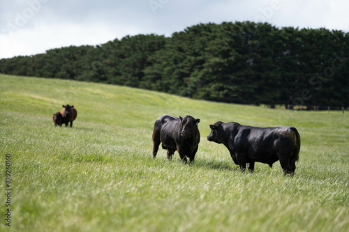 Stud beef angus and wagyu cows in a field on a farm in England. English cattle in a meadow grazing on pasture in springtime. Green grass growing in a paddock on a sustainable agricultural ranch.