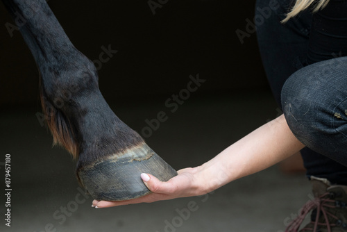 hand and hoof horse and human connection connect