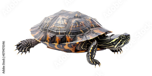 turtle isolated on transparent or white background