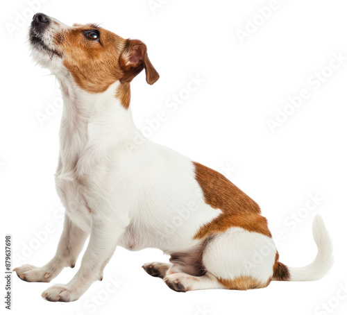 PNG Adorable Jack Russell Terrier sitting