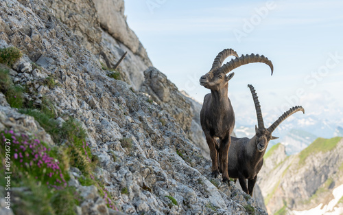 Close up view of two ibex, capricorn on the rocky slope of a mountain. Swiss mountains, appenzell, wildlife. adult ibex on rocks. Summer,daytime. European wildlife, wildlife conservation. Nature.