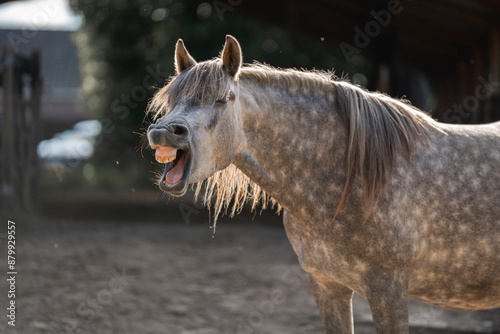 grey horse pony yawning tension release yaws animal equine behaviour