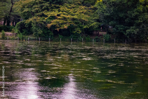 水草茂る池