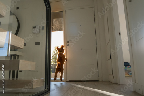 A small toy poodle jumps with energy and impatience in front of the door inside a house when he hears the doorbell ring. It is waiting for its owner to arrive. he is happy to return home