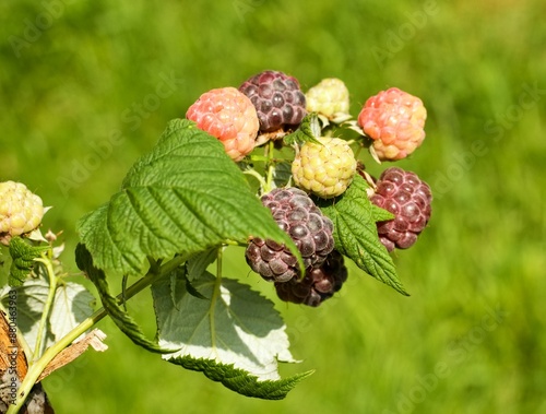 Branch with purple raspberries, lat. Rubus hybridus Glen Coe in the garden. Detail of bush branch with ripening raspberries against natural background.