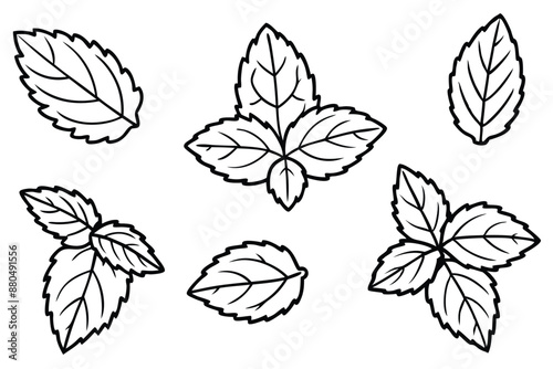 Peppermint Leaf line art perfect for botanical enthusiasts dec