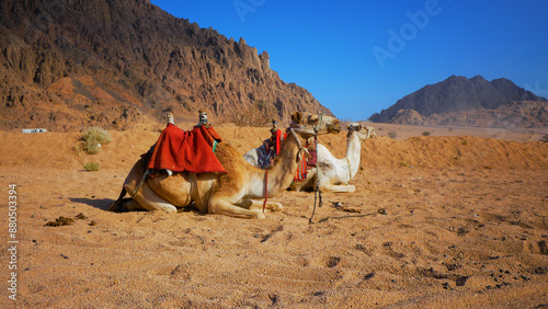 Magnificent one-humped camels lie on the sand in the hot desert. 