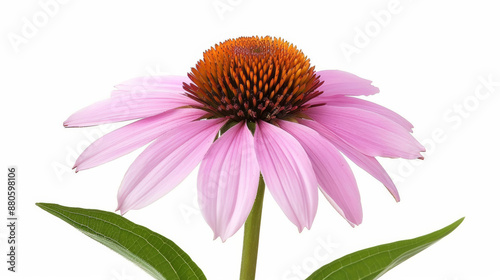 blooming echinacea flower with pink petals and dark orange center, isolated on a white background, intricate texture 