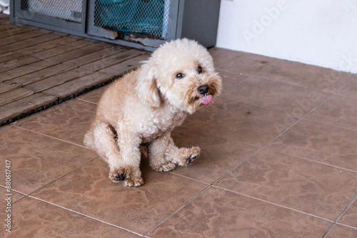 Poodle pet dog sliding butt on floor to relieve itch discomfort due to anal gland problem. Motion blur intended.