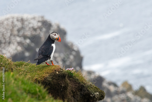 Atlantic or common puffin (Fratercula arctica) on the cliffs, Hermaness, Unst, Shetland