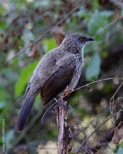 One arrow-marked babbler perched on a stick with a green background