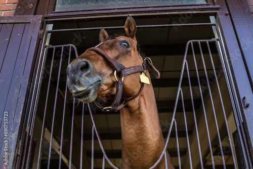 Portrait of a brown horse peeking out from a stable door, with sunlight highlighting its features.