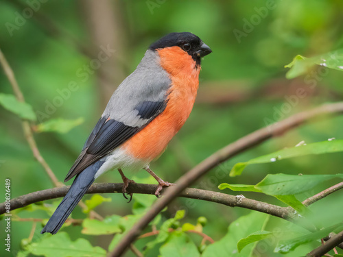 A male bullfinch sitting on the branches of a tree. Close-up portrait of a bird.