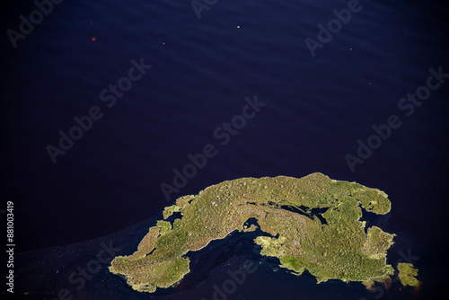 Abstract plant shapes floating in blue water, Solfatara area, Pomezia, Rome, Italy