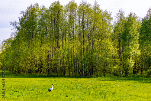 Panoramic view of Biebrza river grassy wetlands with trees and wild stork bird in Mscichy Village in near Radzilow town in Poglaskie region of Poland