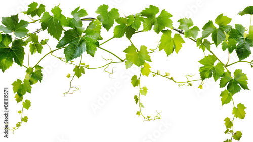 Set of A scenic view of a grapevine heavy with ripe grapes, leaves turning golden in the autumn sun isolated on transparent background