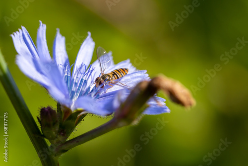 Close-up of a hoverfly (Syrphidae) sitting on a blossom of a common chicory (Cichorium intybus)