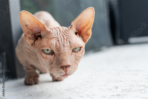 bald sphinx cat close-up with conjunctivitis and unwashed face.