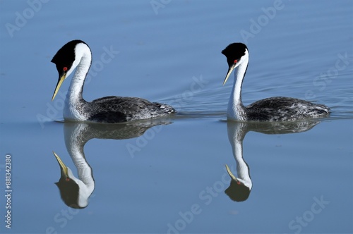 Clark's grebe's reflecting