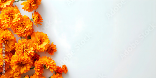 Flores de cempasúchil en una esquinna, fondo blanco. Para día de muertos en México