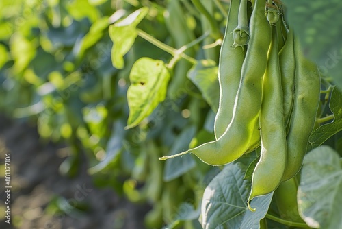 Fava Bean farm