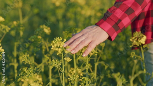 Girl Hand In A Flower Rapeseed Field At Sunset. Farmers Hand Touches Rapeseed Flowers In Field. Female In Meadow. Inspecting His Harvest. Leisure Vacation.