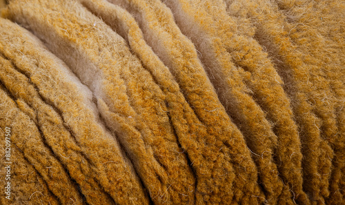 Closeup of golden yellow color Cheviot sheep fleece, wool on the sheep, Eglwysbach, Wales, UK