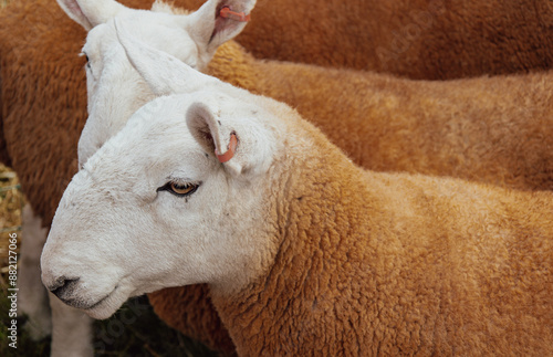 Portrait of golden brown North Country Cheviot sheep in pen, country-show, Eglwysbach, North Wales, UK