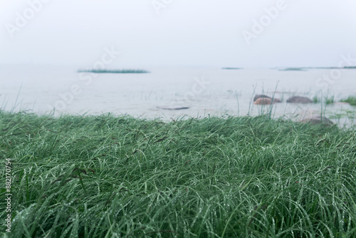 sea grass on the shore of a gulf in the fog in rainy weather