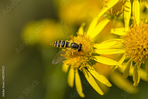 a yellow and black long-bellied hoverfly on a yellow flower of ragwort 