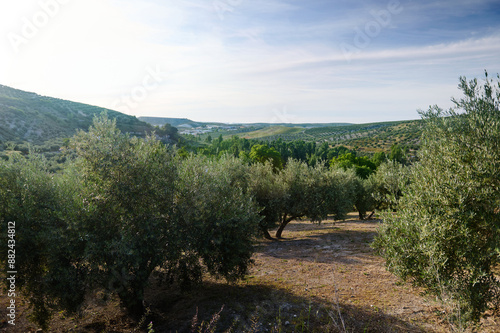 A serene olive grove landscape with rolling hills and a bright blue sky during daytime