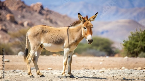 Onager is a brown Asian wild donkey (Equus hemionus) inhabits nature reserve park near Eilat, Israel