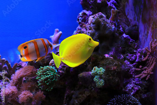 Hawaiian Yellow Tang - Zebrasoma flavescens