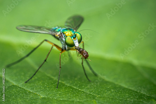 Small Long-legged fly eating its prey on a green leaf, Macro photo, Selective focus.