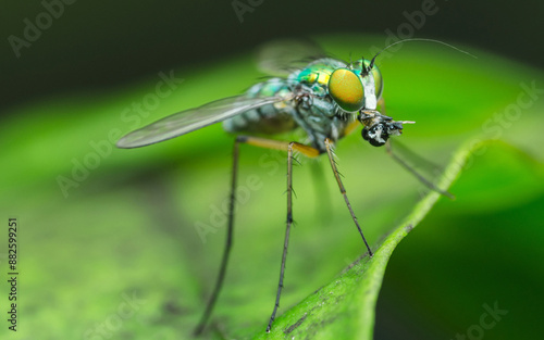 Small Long-legged fly eating its prey on a green leaf, Macro photo, Selective focus.