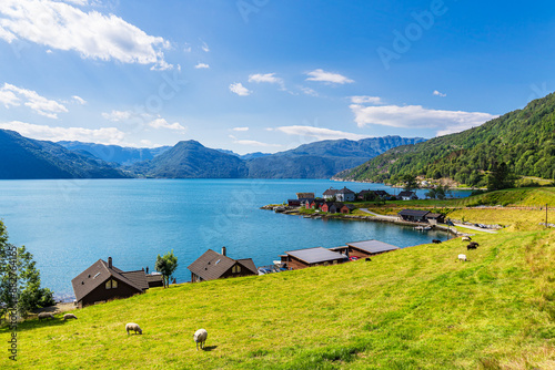 Blick über den Åkrafjord mit Schafen in Norwegen
