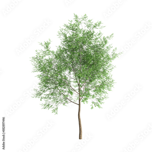 3d illustration of Carya Cordiformis tree isolated on transparent background