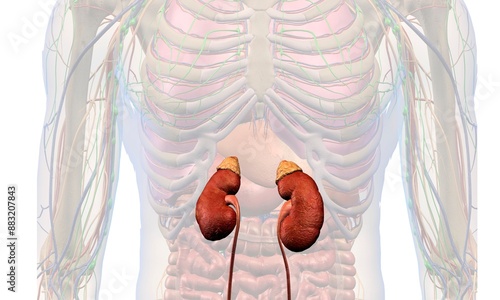 Kidney carcinoma gene mutation Adrenal Disorder with Addison’s or Cushing’s syndrome Adrenocortical and Corticosteroid congenital adrenal hyperplasia