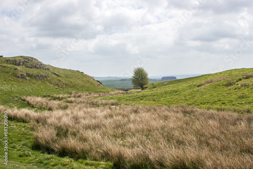 Rushes growing in a small wetland in the hilly grasslands of Northumberland National Park in Northern England