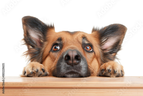 Adorable dog with sad eyes peeking over wooden table, looking cute and hopeful. Perfect for pet-related themes and emotional depictions.