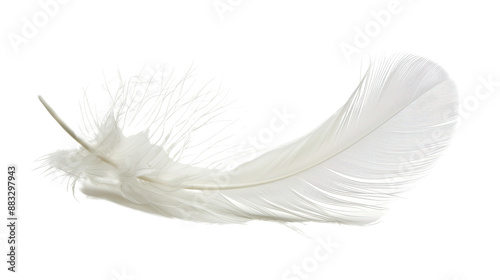 White feather on transparent background