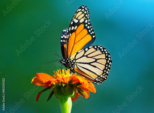 A Monarch butterfly atop an orange Mexican Sunflower with a colorful blue and green background viewed at close range.