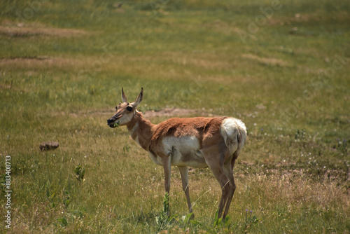 Beautiful Pronghorn Doe Grazing on Summer Grasses