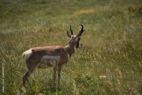 Wild Pronghorn Buck in a Field